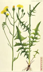 Attēlu rezultāti vaicājumam “Crepis biennis”