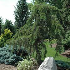 Attēlu rezultāti vaicājumam “Pinus banksiana”