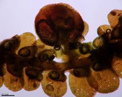 Attēlu rezultāti vaicājumam “Frullania tamarisci macro”