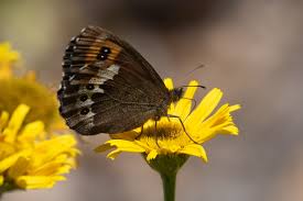 Attēlu rezultāti vaicājumam “Erebia ligea”
