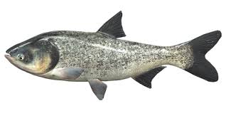 Image result for Hypophthalmichthys nobilis