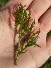 Attēlu rezultāti vaicājumam “Najas tenuissima leaf”
