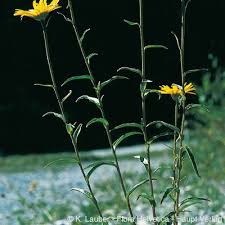 Image result for Buphthalmum salicifolium