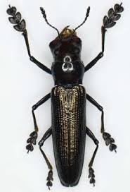 Attēlu rezultāti vaicājumam “Erotylidae”