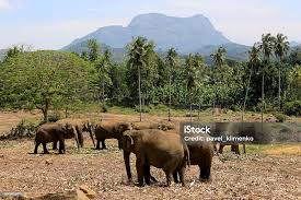 Image result for pinawella