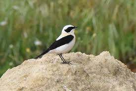 Image result for Oenanthe hispanica