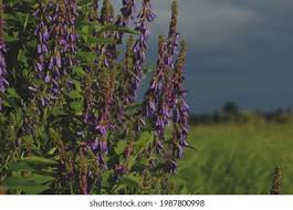 Attēlu rezultāti vaicājumam “Galega orientalis flower”