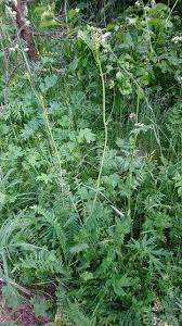 Image result for Filipendula vulgaris