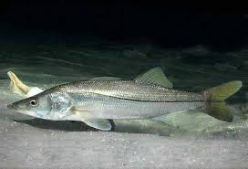 Image result for Centropomus parallelus