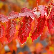 Attēlu rezultāti vaicājumam “Acer tataricum subsp. ginnala flower”