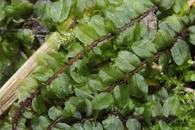 Attēlu rezultāti vaicājumam “Plagiomnium ellipticum”