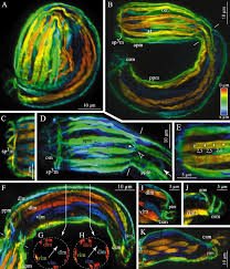 Attēlu rezultāti vaicājumam “Gordius aquaticus”