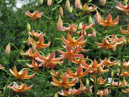 Image result for Lilium martagon `Manitoba Fox`