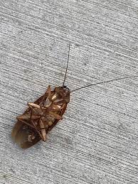 Image result for periplaneta americana