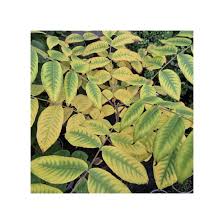 Attēlu rezultāti vaicājumam “Juglans x sinensis”