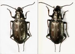 Attēlu rezultāti vaicājumam “Bembidion litorale”