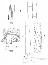 Attēlu rezultāti vaicājumam “Xylobolus frustulatus”