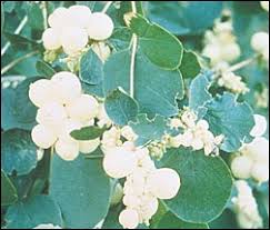 Attēlu rezultāti vaicājumam “Symphoricarpos albus flower”
