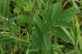 Attēlu rezultāti vaicājumam “Sanguisorba officinalis leaf”