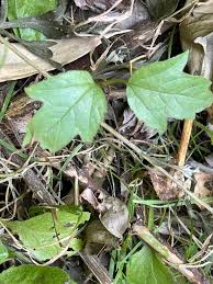 Attēlu rezultāti vaicājumam “Viburnum opulus leaf”