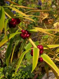 Attēlu rezultāti vaicājumam “Polygonatum verticillatum fruit”
