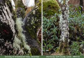 Attēlu rezultāti vaicājumam “Usnea subfloridana”