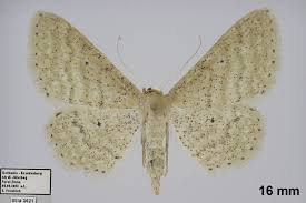 Attēlu rezultāti vaicājumam “Idaea sylvestraria”