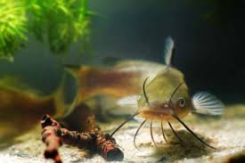 Image result for Ictalurus punctatus