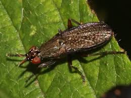 Attēlu rezultāti vaicājumam “Coremacera marginata”