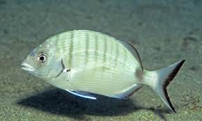 Image result for Polysteganus undulosus