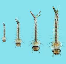 Attēlu rezultāti vaicājumam “Culex pipiens larva”