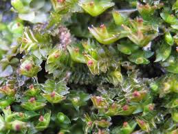 Attēlu rezultāti vaicājumam “Tritomaria exsectiformis”