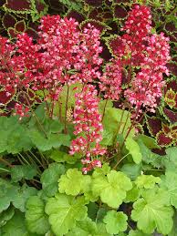 Image result for Heuchera `Swirling Fantasy`