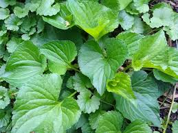 Attēlu rezultāti vaicājumam “Viola odorata leaf”