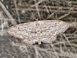 Attēlu rezultāti vaicājumam “Idaea seriata”