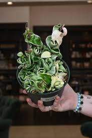 Attēlu rezultāti vaicājumam “Conardia compacta”