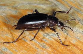 Attēlu rezultāti vaicājumam “Blaps mortisaga”