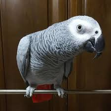 「佐川梅三郎（梅さん）」の画像検索結果