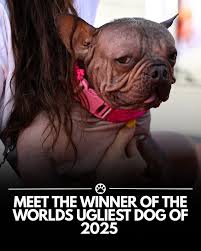 Image result for ugliest dog