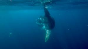 Image result for Mola alexandrini