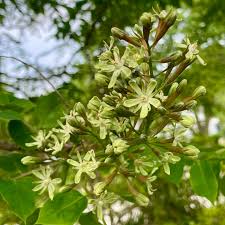 Attēlu rezultāti vaicājumam “Gymnocladus dioicus flower”