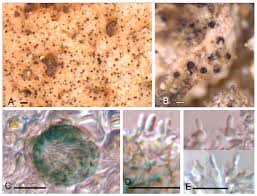 Attēlu rezultāti vaicājumam “Licea castanea”