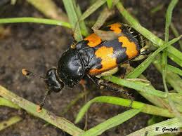 Attēlu rezultāti vaicājumam “Nicrophorus vespillo”