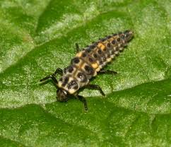 Attēlu rezultāti vaicājumam “Adalia decempunctata”