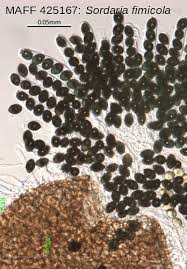Attēlu rezultāti vaicājumam “Sordaria fimicola”