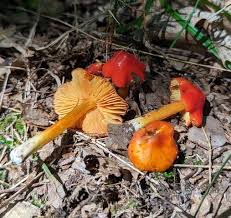 Attēlu rezultāti vaicājumam “Hygrocybe acutoconica”
