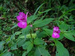 Attēlu rezultāti vaicājumam “Balsaminaceae”