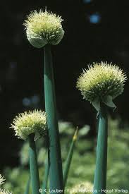 Résultat de recherche d'images pour "Allium fistulosum"