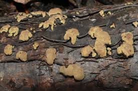 Attēlu rezultāti vaicājumam “Biscogniauxia repanda”