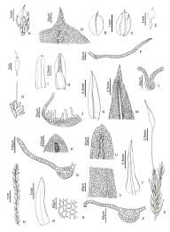 Attēlu rezultāti vaicājumam “Aloina rigida sporophyte”